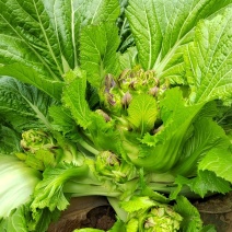 贵州兴义儿菜大量上市