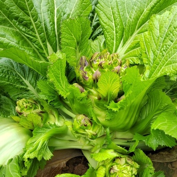 贵州兴义儿菜大量上市