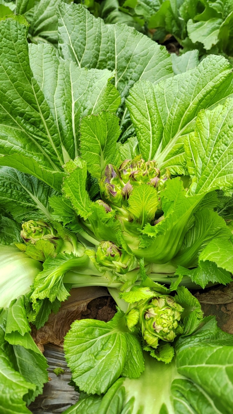 贵州兴义儿菜大量上市