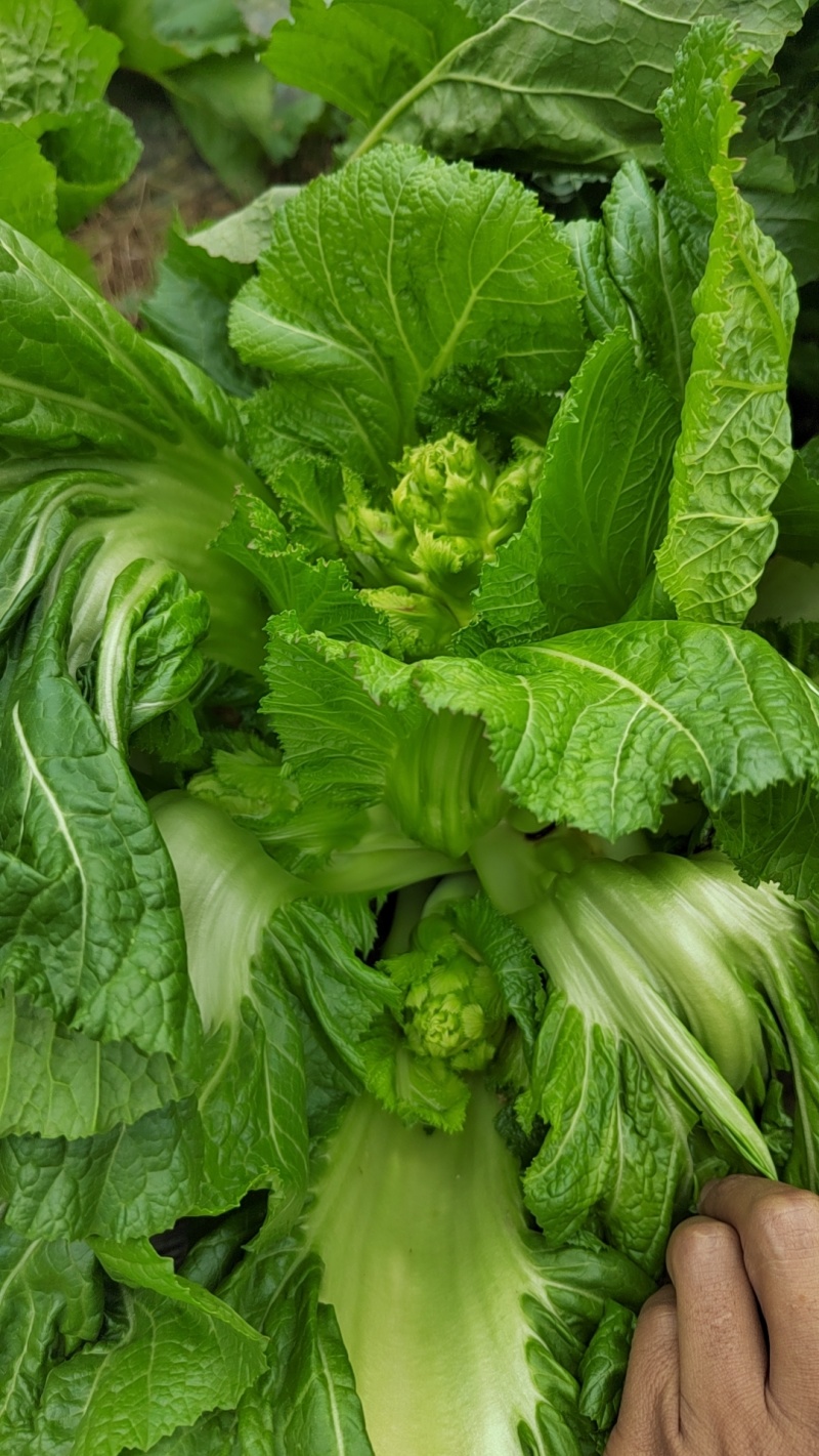 贵州兴义儿菜大量上市