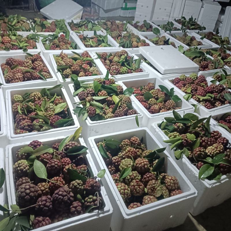 黑老虎布福娜最后一丢丢