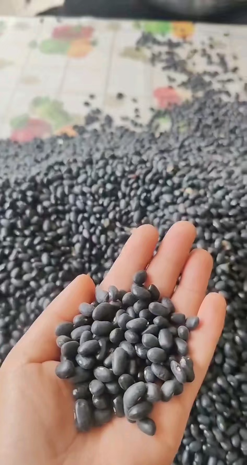 黑云豆