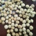 生料夏威夷果仁大量现货