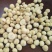 生料夏威夷果仁大量现货