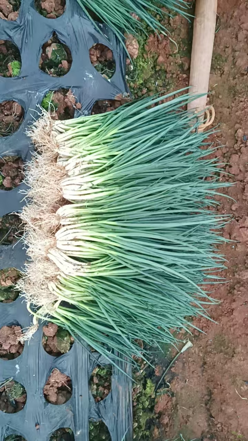 精品小香葱