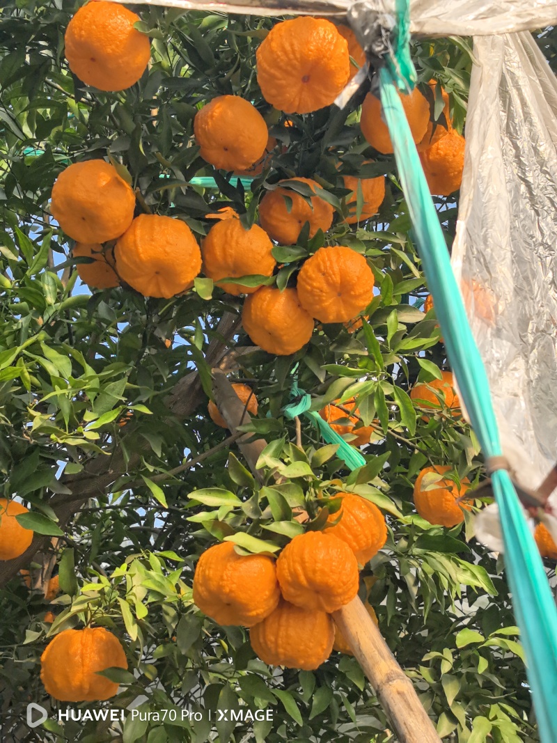 椪柑苗/白桔苗/芦柑苗/南瓜柑苗/早中晚椪柑苗