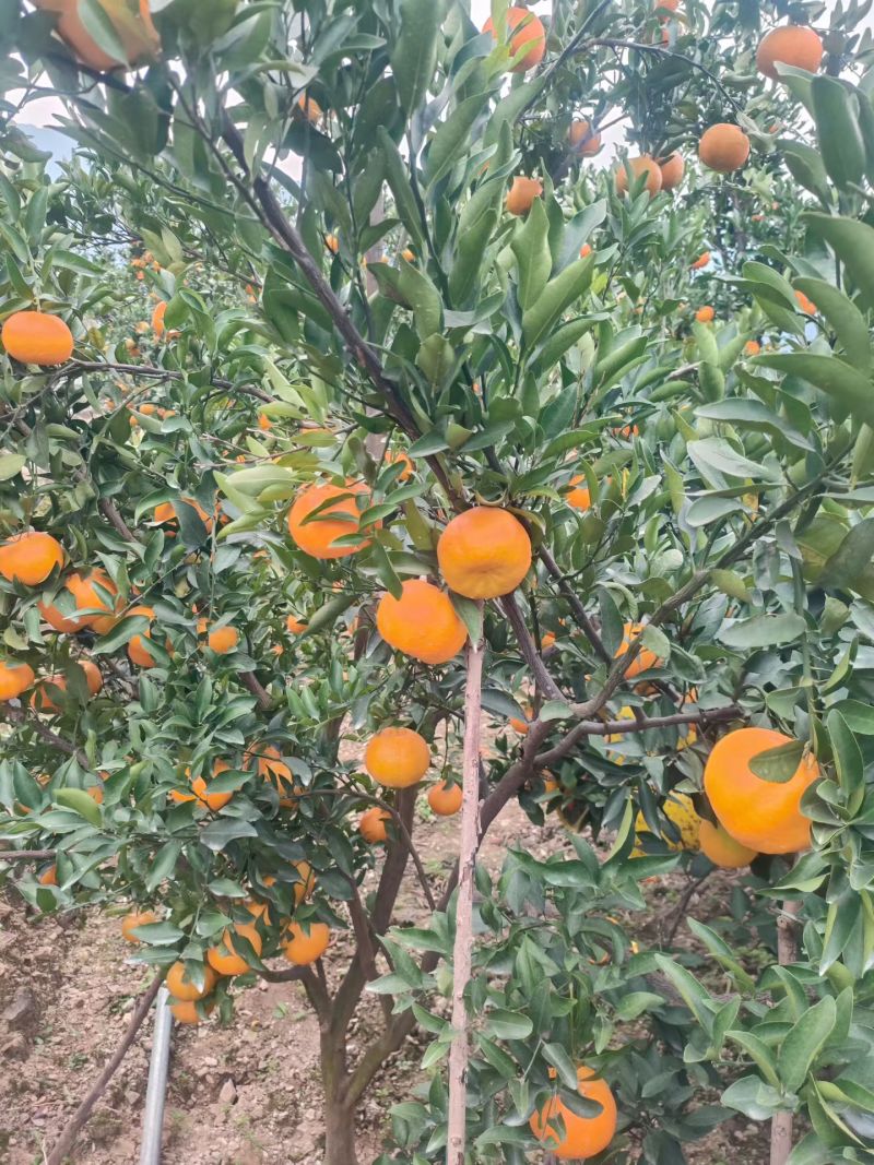 椪柑苗/白桔苗/芦柑苗/南瓜柑苗/早中晚椪柑苗
