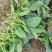 精品小菠菜，无黄叶，红根小菠菜