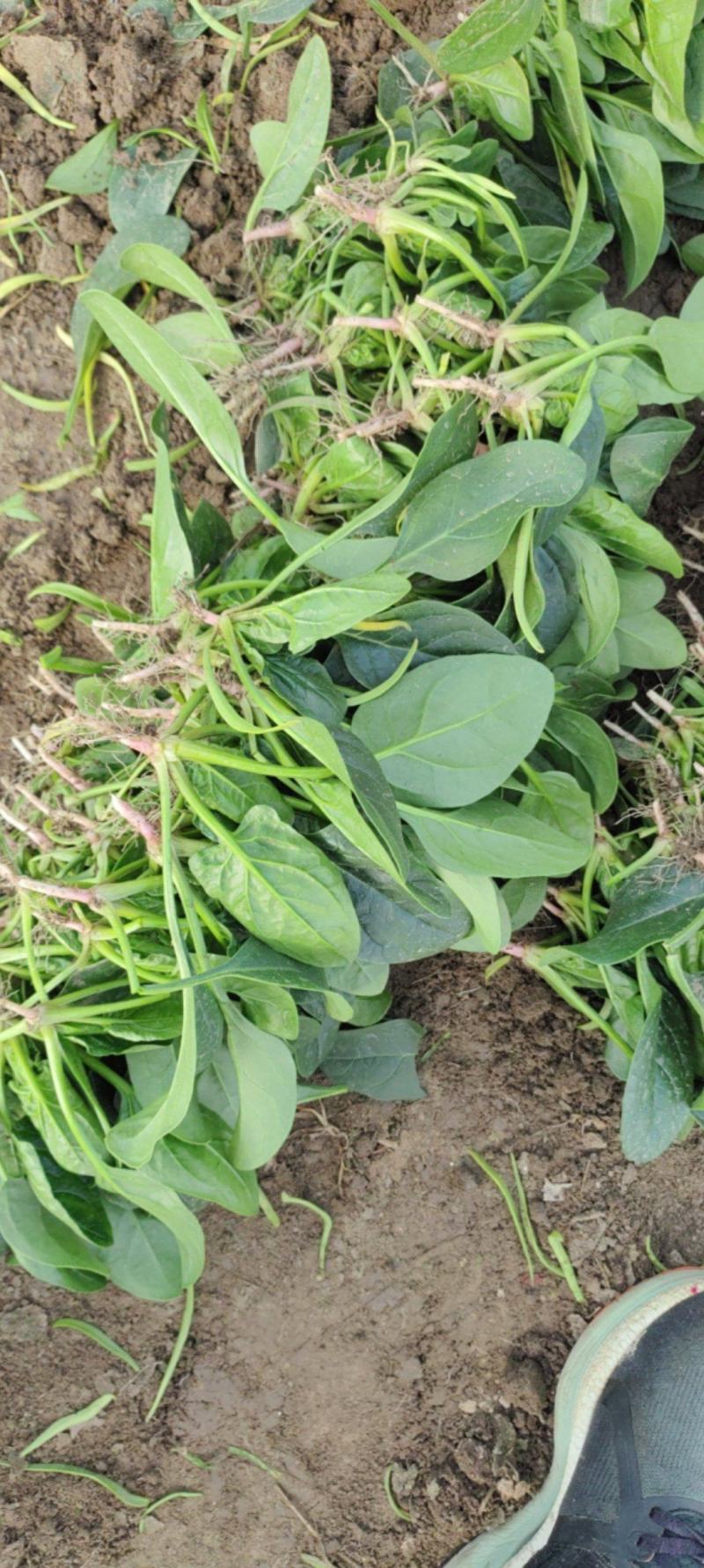 精品小菠菜，无黄叶，红根小菠菜