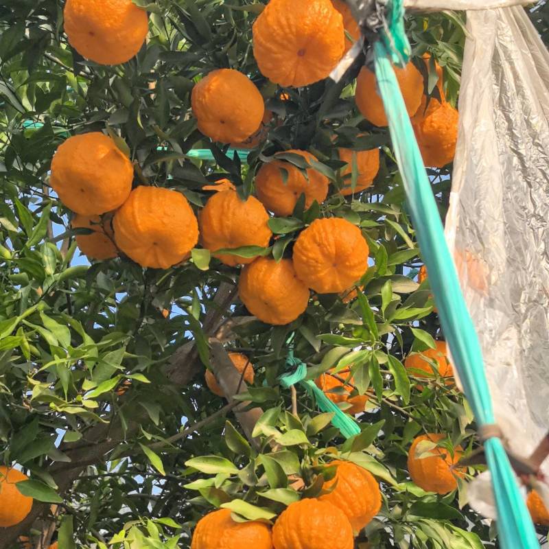 椪柑苗/白桔苗/芦柑苗/南瓜柑苗/早中晚椪柑苗