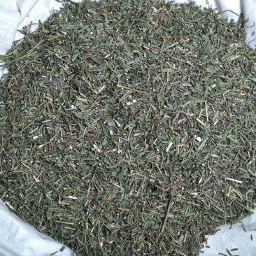 中药材柴胡苗
