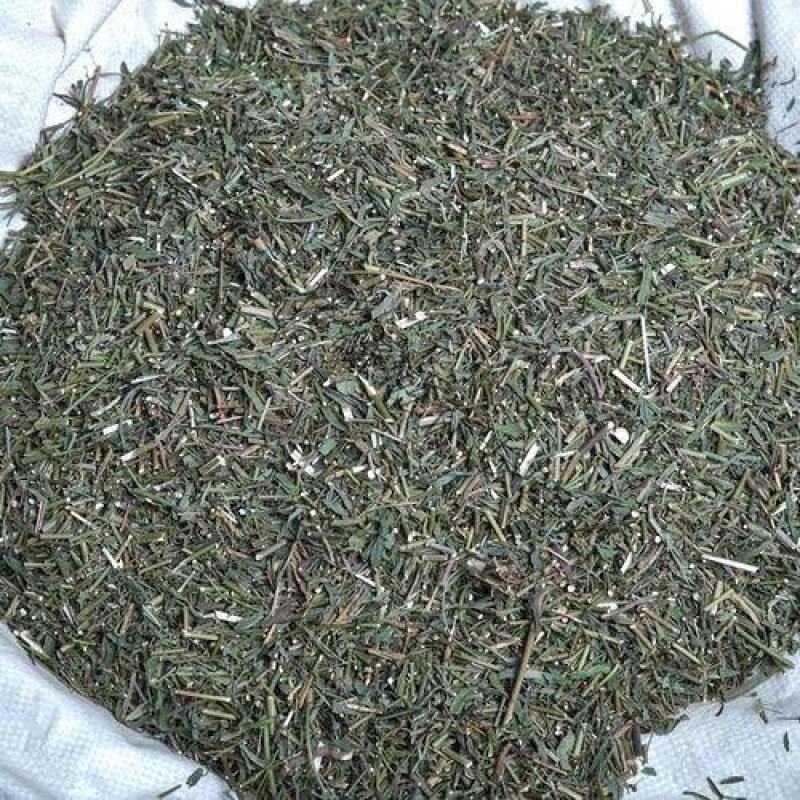 中药材柴胡苗