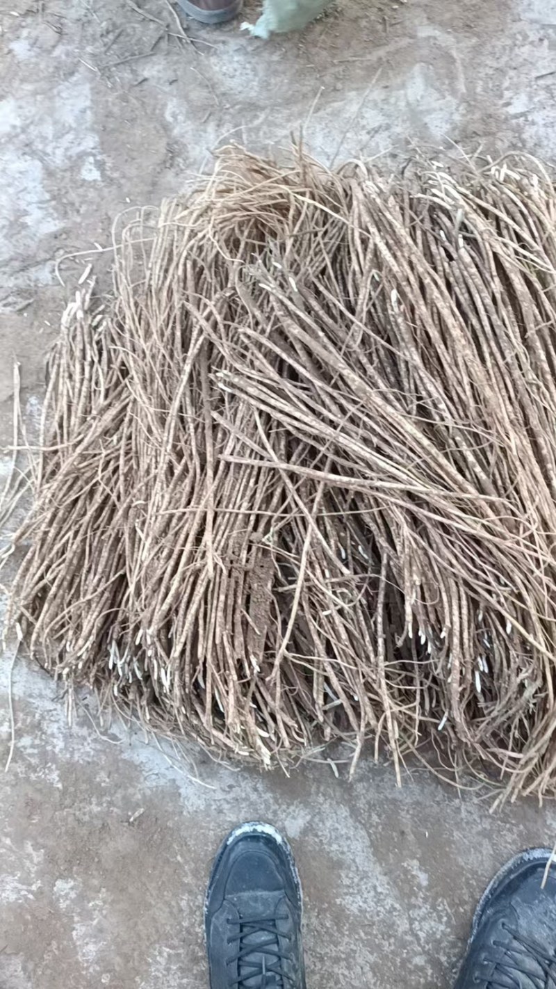 黄芪苗内蒙黄芪苗易栽种成活高教技术一手货源欢迎咨询