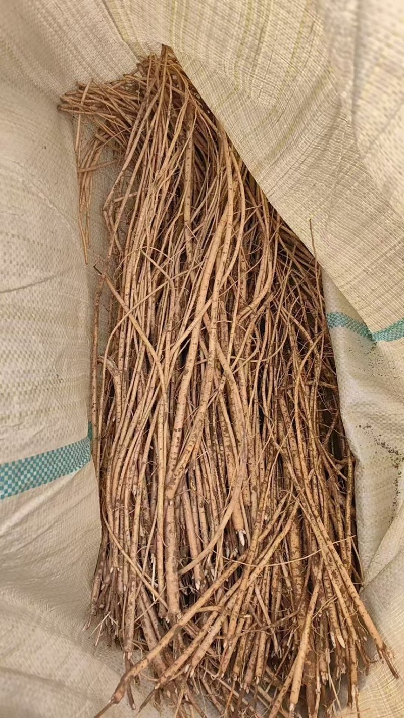 黄芪苗内蒙黄芪苗易栽种成活高教技术一手货源欢迎咨询