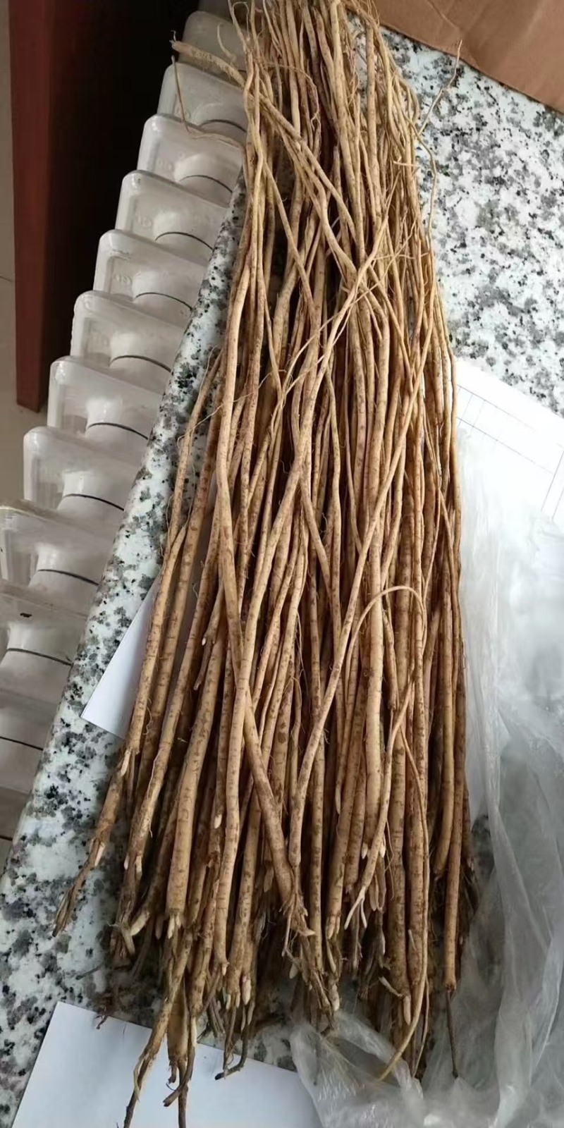 黄芪苗内蒙黄芪苗易栽种成活高教技术一手货源欢迎咨询