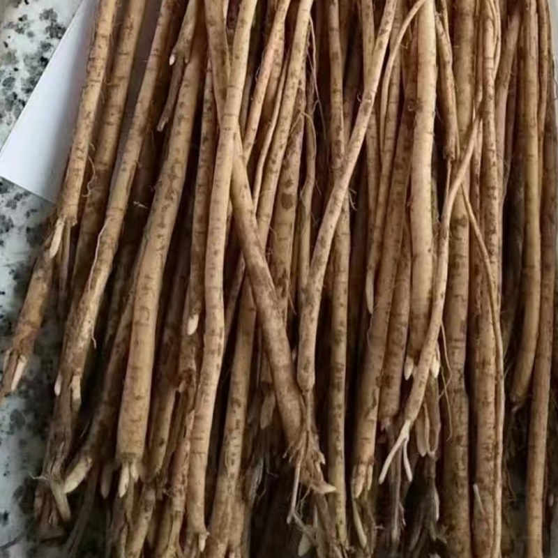 黄芪苗内蒙黄芪苗易栽种成活高教技术一手货源欢迎咨询