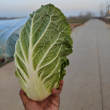 黄心大白菜