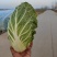 黄心大白菜