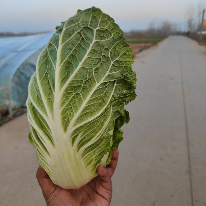 黄心大白菜