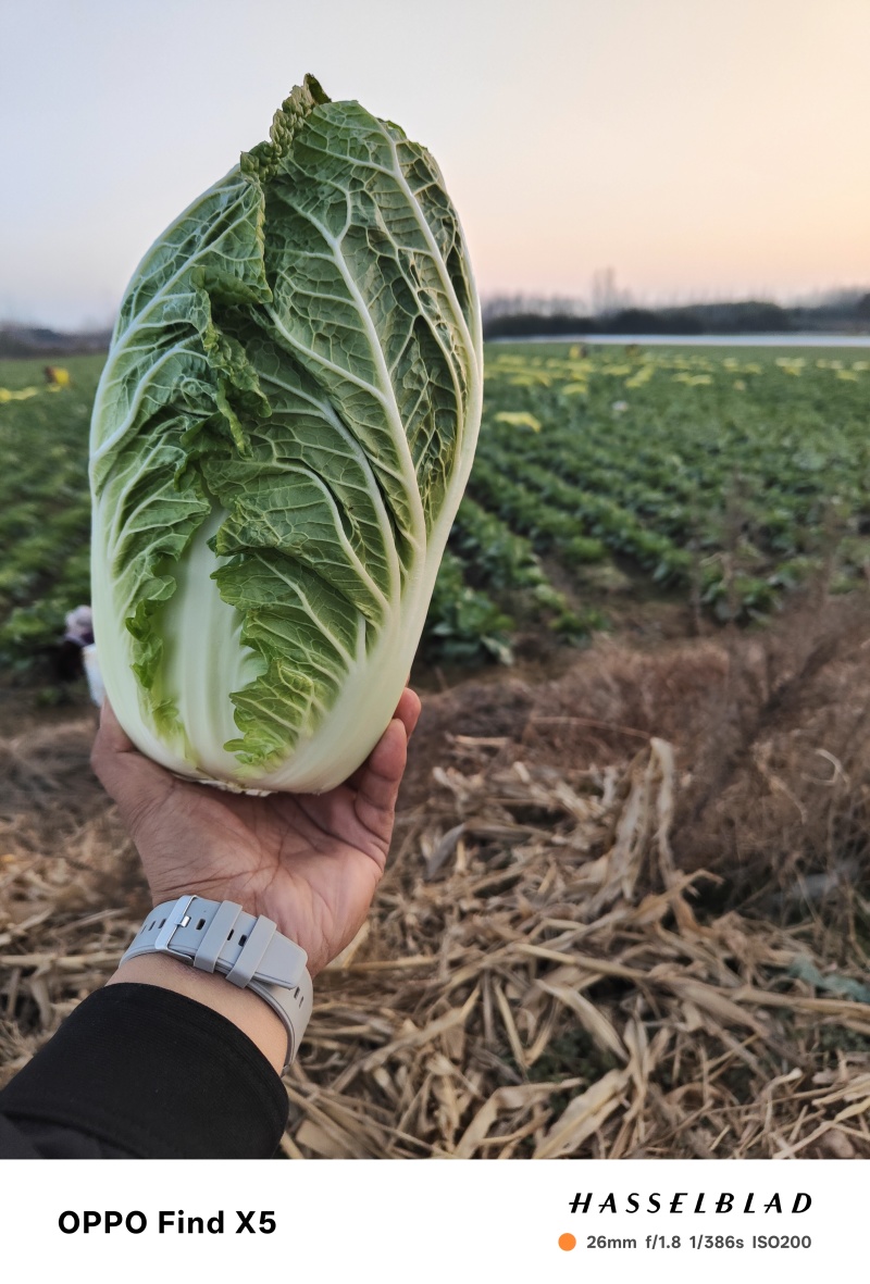 黄心大白菜