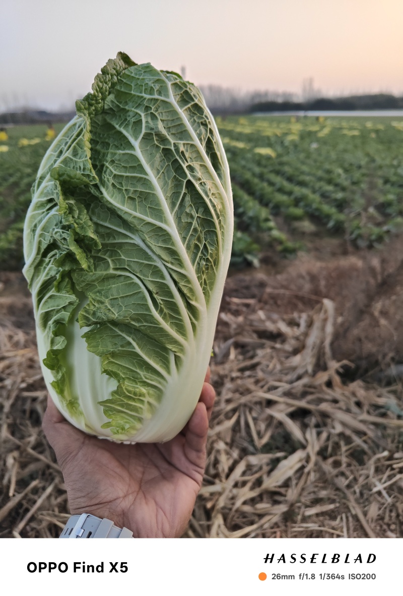 黄心大白菜