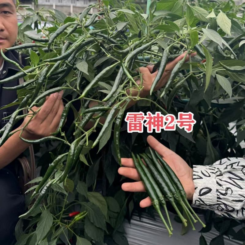 满丰雷神2号朝天椒种子大果青红两用黑绿色辣椒种早熟朝天椒
