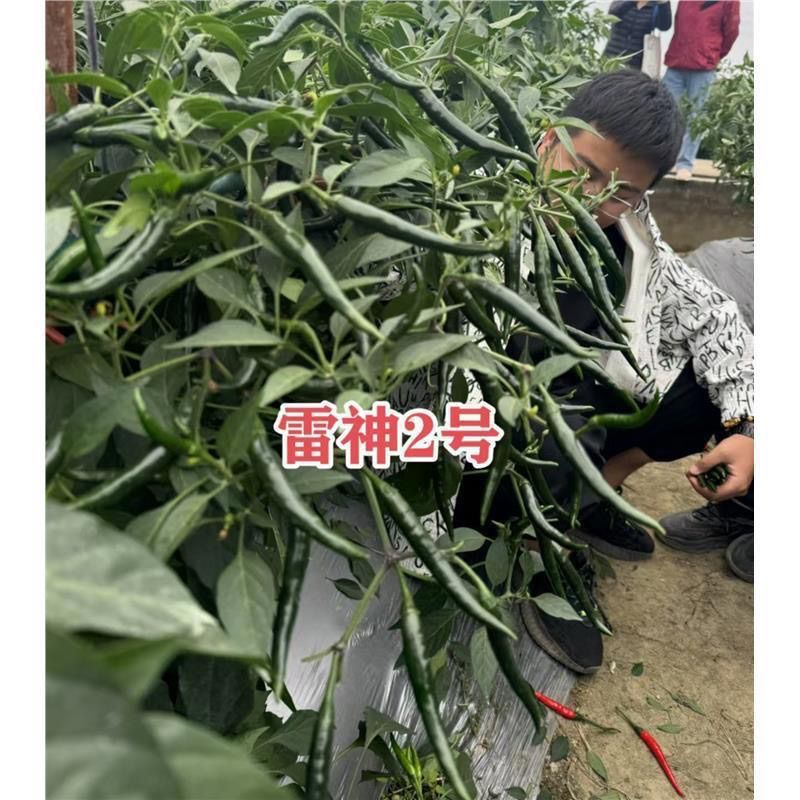 满丰雷神2号朝天椒种子大果青红两用黑绿色辣椒种早熟朝天椒