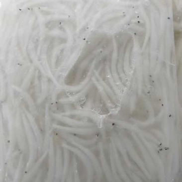 小银鱼