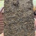 1968年虫屎砖普洱茶500克，有需求电话联系，平台卖不了。