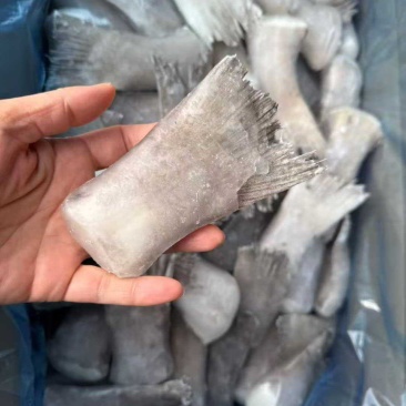鲽鱼尾