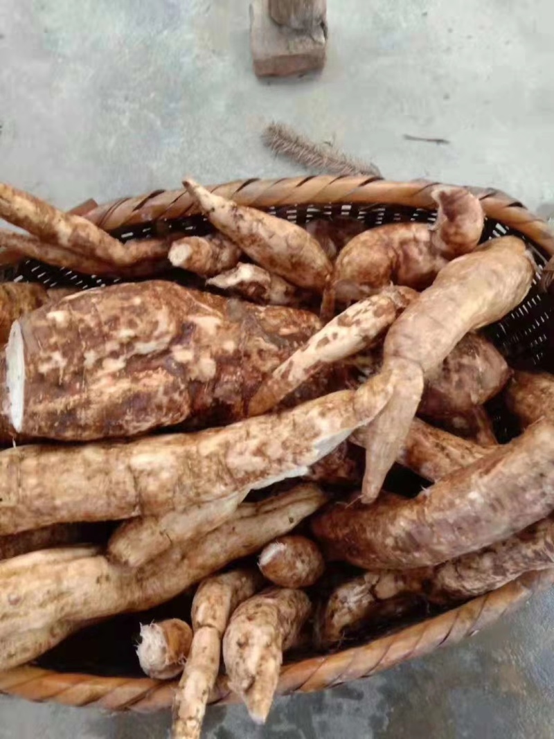 乡下正宗葛根粉数量100斤左右，40一斤包邮，质量保证