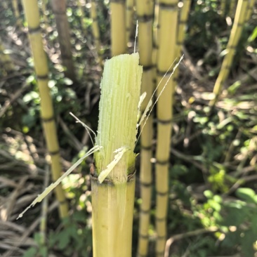 云南黄金甘蔗大量供应，质量保证，代发全国