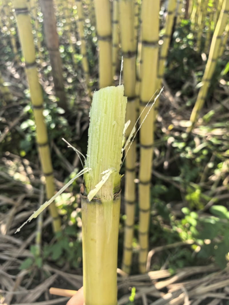云南黄金甘蔗大量供应，质量保证，代发全国
