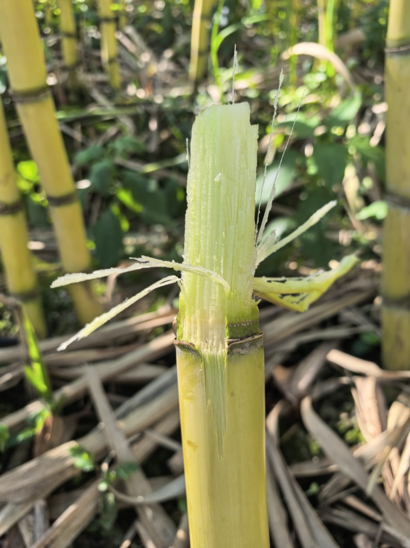 云南精品黄金甘蔗大量有货，颜色金黄，大粗棒子