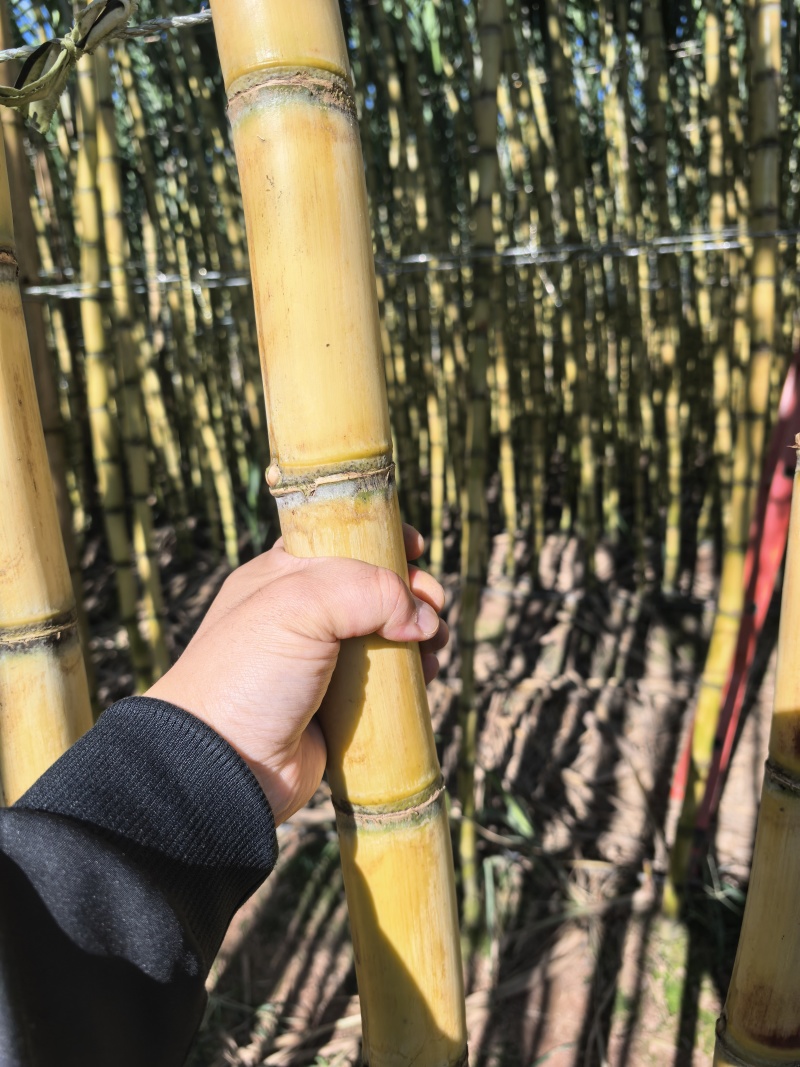 云南精品黄金甘蔗大量有货，颜色金黄，大粗棒子