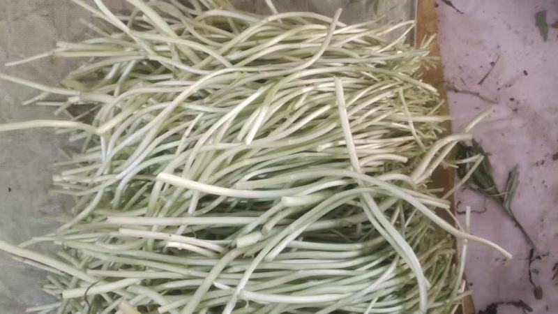 【青白芦蒿】江苏芦蒿/大棚芦蒿/基地常年供应/可全国发货