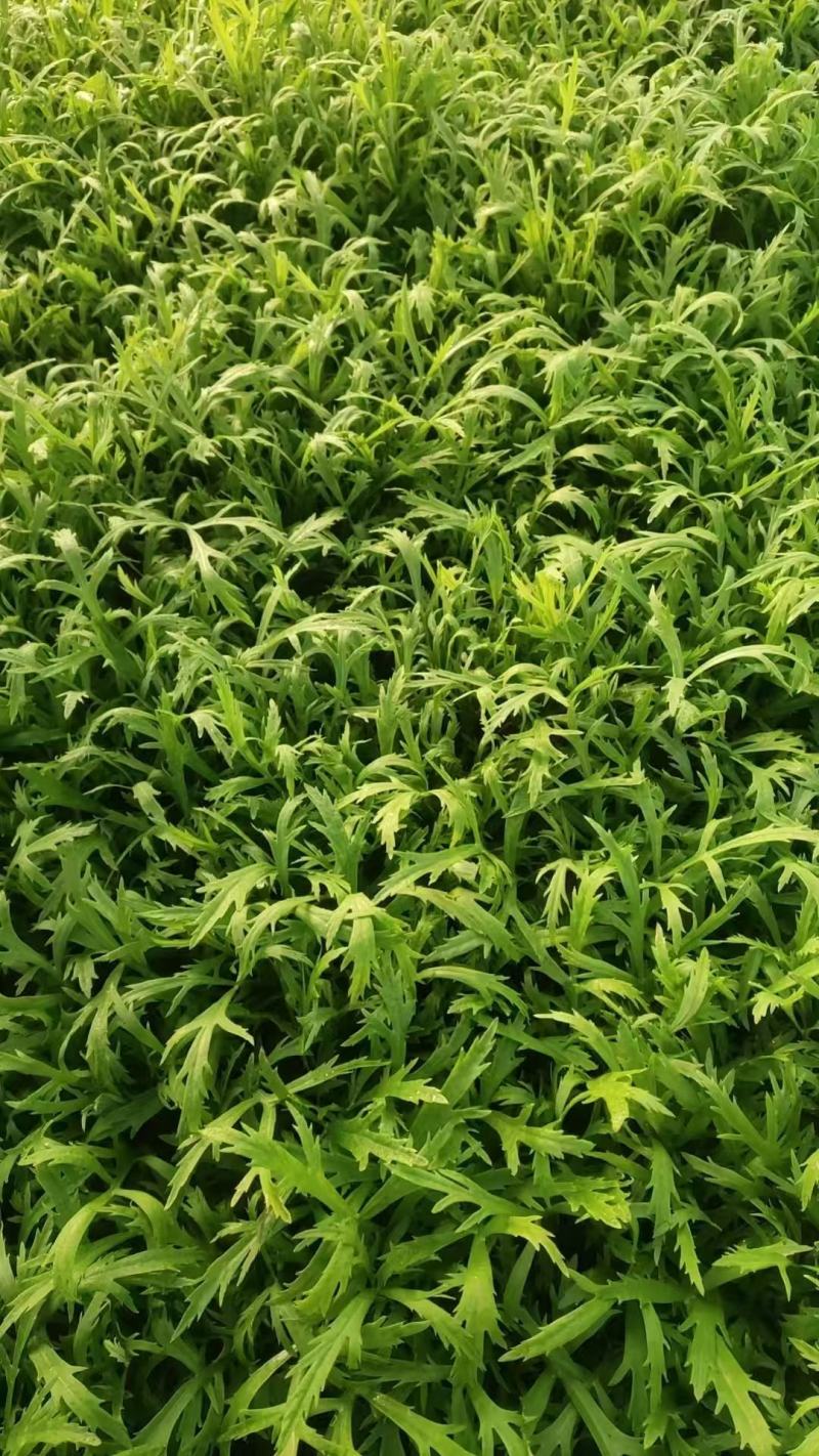 【青白芦蒿】江苏芦蒿/大棚芦蒿/基地常年供应/可全国发货