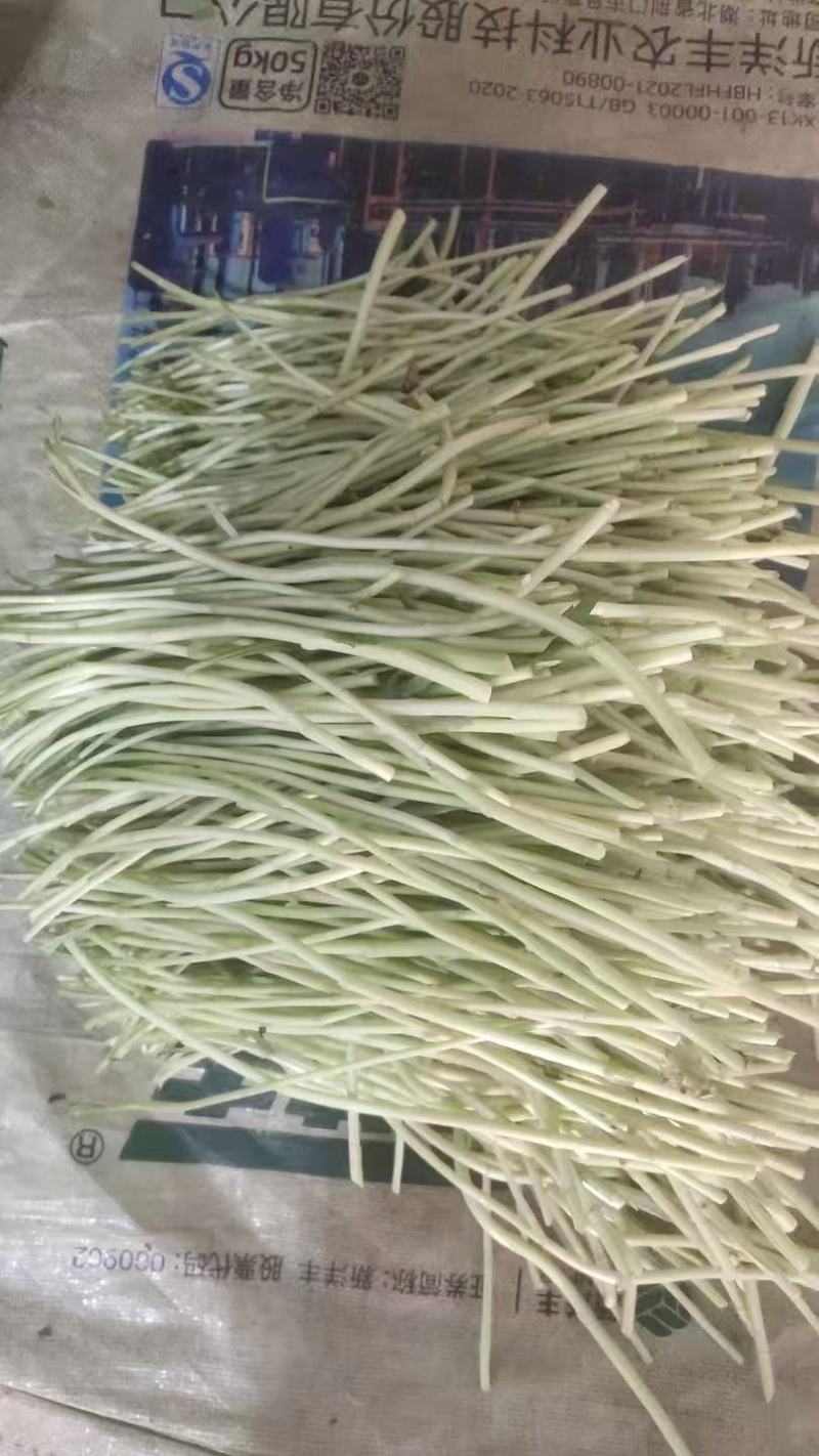 【青白芦蒿】江苏芦蒿/大棚芦蒿/基地常年供应/可全国发货