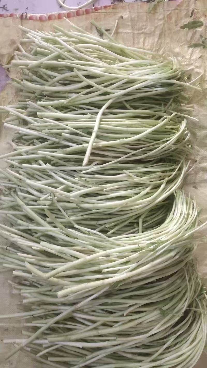 【青白芦蒿】江苏芦蒿/大棚芦蒿/基地常年供应/可全国发货