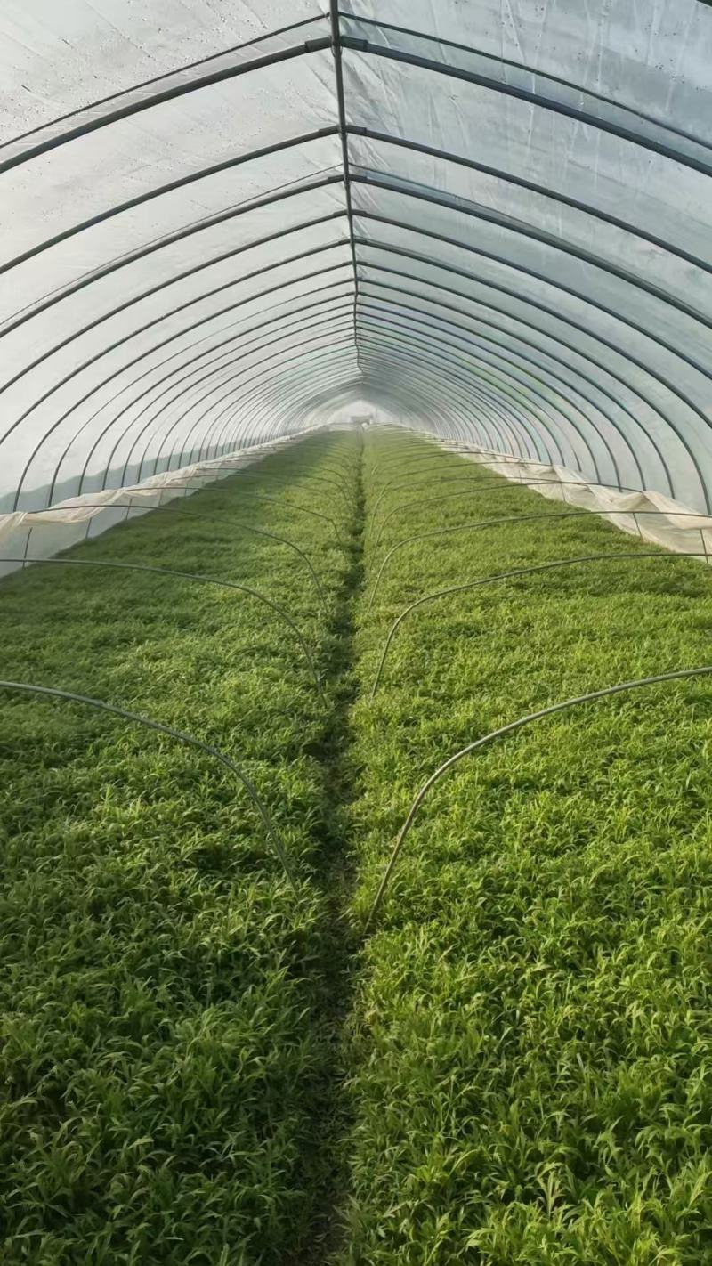 【青白芦蒿】江苏芦蒿/大棚芦蒿/基地常年供应/可全国发货