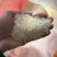 香米