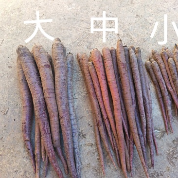 高山水果紫玉萝卜