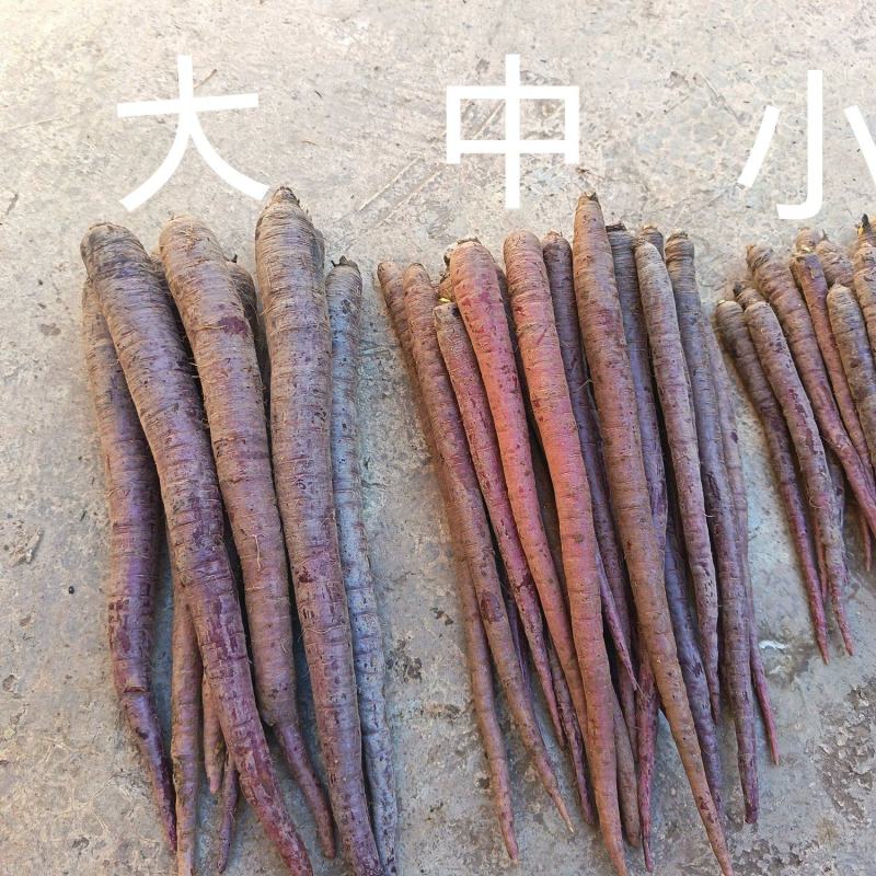 高山水果紫玉萝卜