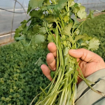 香菜大量有货现摘现发新鲜品质优可视频看货欢迎咨询来电