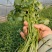 香菜大量有货现摘现发新鲜品质优可视频看货欢迎咨询来电