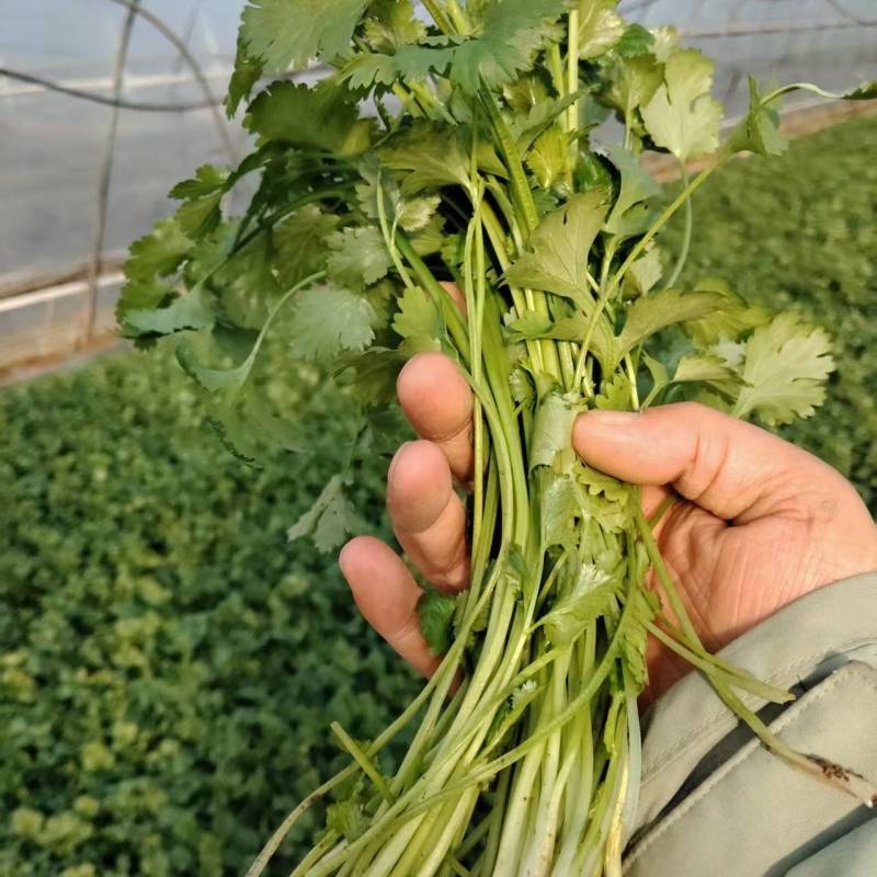 香菜大量有货现摘现发新鲜品质优可视频看货欢迎咨询来电