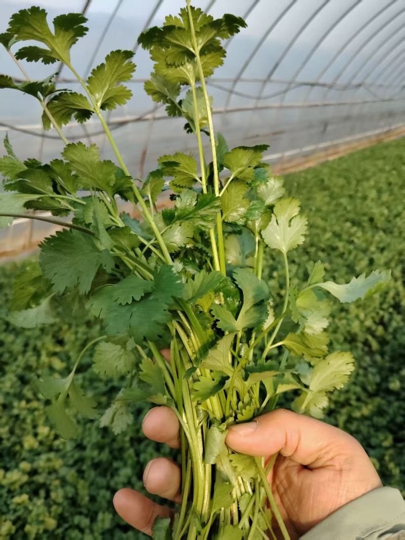 香菜大量有货现摘现发新鲜品质优可视频看货欢迎咨询来电
