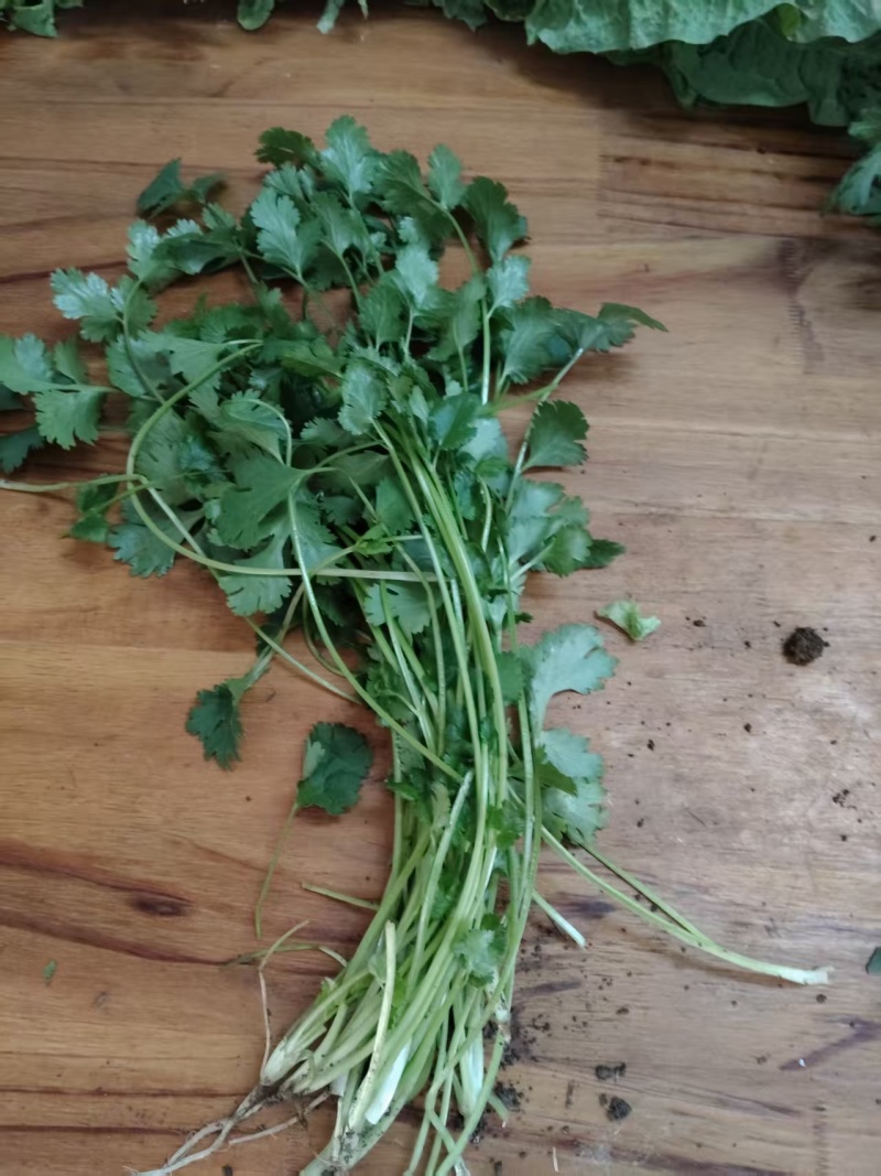 香菜大量有货现摘现发新鲜品质优可视频看货欢迎咨询来电