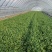 香菜大量有货现摘现发新鲜品质优可视频看货欢迎咨询来电