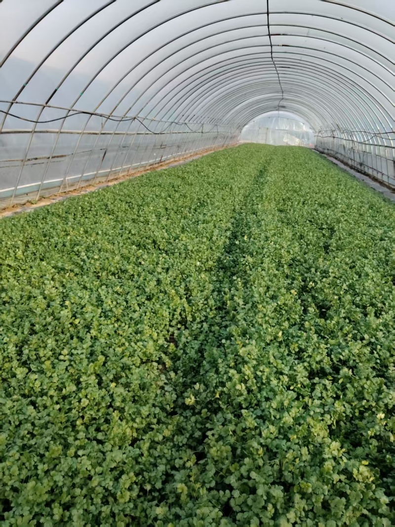 香菜大量有货现摘现发新鲜品质优可视频看货欢迎咨询来电